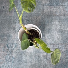 モンステラ（観葉植物）鉢付き｜0円｜引き取り限定の画像
