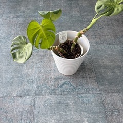 モンステラ（観葉植物）鉢付き｜0円｜引き取り限定の画像