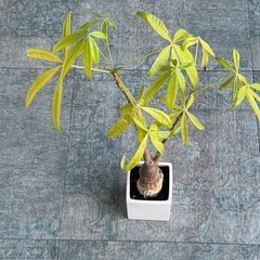 パキラ（観葉植物）鉢付き｜無料｜引き取り限定の画像