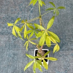 パキラ（観葉植物）鉢付き｜無料｜引き取り限定の画像