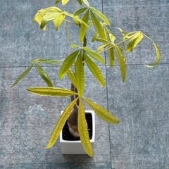 パキラ（観葉植物）鉢付き｜無料｜引き取り限定の画像