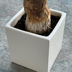 パキラ（観葉植物）鉢付き｜無料｜引き取り限定の画像