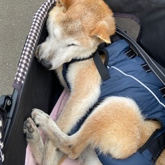 ペットカートの画像