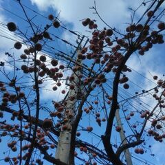 無農薬　富有柿　　10個200円　2kg以上にします！の画像