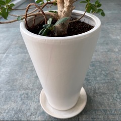 観葉植物 フィカス（ガジュマル系）鉢付き｜無料の画像