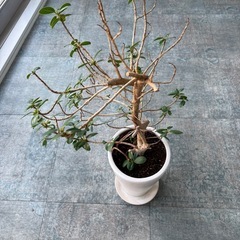 観葉植物 フィカス（ガジュマル系）鉢付き｜無料の画像