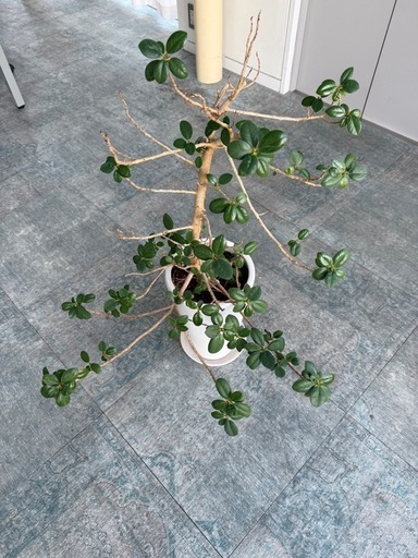 観葉植物 フィカス（ガジュマル系）鉢付き｜無料 (ホームセクション