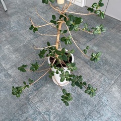 観葉植物 フィカス（ガジュマル系）鉢付き｜無料の画像