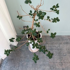 観葉植物 フィカス（ガジュマル系）鉢付き｜無料の画像