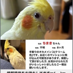 オカメインコ探しています