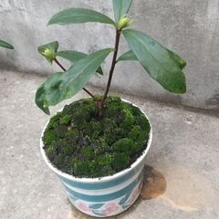 沈丁花　ミニ盆栽　苔玉　ジンチョウゲ　苔鉢の画像