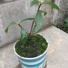 沈丁花　ミニ盆栽　苔玉　ジンチョウゲ　苔鉢の画像