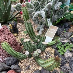 【珍奇植物】多肉植物　鉄錫杖の画像