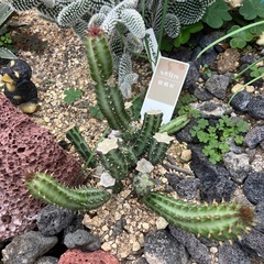 【珍奇植物】多肉植物　鉄錫杖の画像