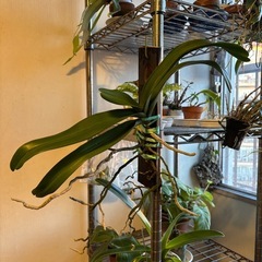 リンコスティリス　ギガンティア　レッドの画像