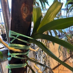 リンコスティリス　ギガンティア　レッドの画像