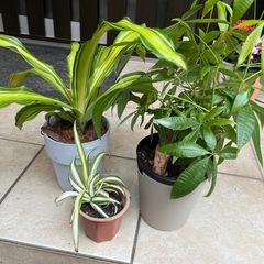 【12/19取りに来れる方】観葉植物⭐︎3個セットの画像