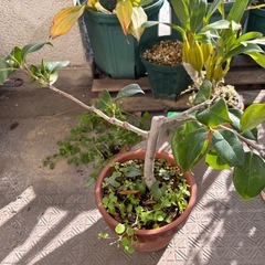 つばき　白（札落ち　賀茂本阿弥？）の画像