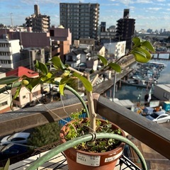 つばき　白（札落ち　賀茂本阿弥？）の画像