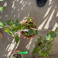 つばき　白（札落ち　賀茂本阿弥？）の画像