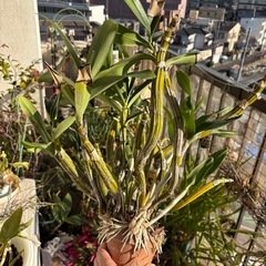 デンドロビウム　クリストキサムの画像