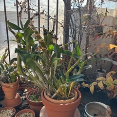 デンドロビウム　クリストキサムの画像