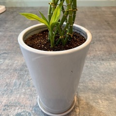 観葉植物 ドラセナ（幸福の木） 鉢付き／事務所で管理・状態良好の画像