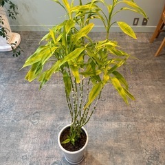 観葉植物 ドラセナ（幸福の木） 鉢付き／事務所で管理・状態良好の画像