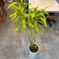 観葉植物 ドラセナ（幸福の木） 鉢付き／事務所で管理・状態良好の画像