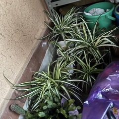 【12/19取りに来れる方】オリヅルラン観葉植物の画像