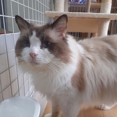 ラグドール　女の子