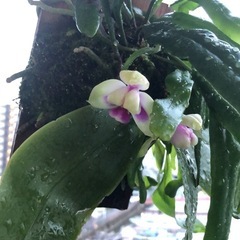 ファレノプシス　ベリーナ
の画像