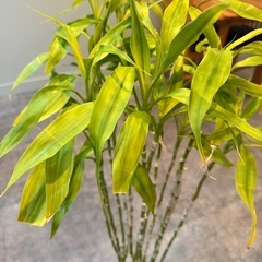 観葉植物 ドラセナ（幸福の木） 鉢付き／事務所で管理・状態良好の画像