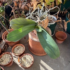 ファレノプシス（胡蝶蘭）白　大輪の画像