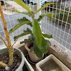 枇杷の苗木の画像