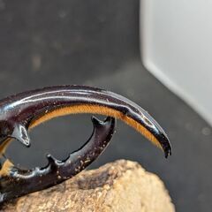 ヘラクレスオオカブトムシ♂♀ペア　①の画像