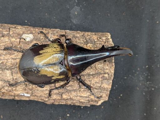 ヘラクレスオオカブトムシ♂♀ペア　①