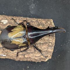 ヘラクレスオオカブトムシ♂♀ペア　①の画像