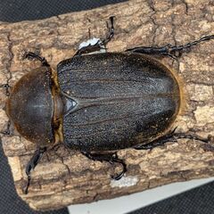 ヘラクレスオオカブトムシ♂♀ペア　①の画像