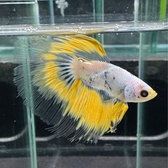 【AQUA COUTURE】タイ輸入厳選ベタ　ハーフムーンクリアフィンの画像