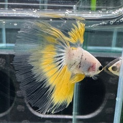 【AQUA COUTURE】タイ輸入厳選ベタ　ハーフムーンクリアフィンの画像