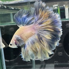 【AQUA COUTURE】タイ輸入厳選ベタ　ローズテールパステルブルーの画像