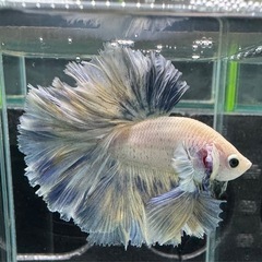 【AQUA COUTURE】タイ輸入厳選ベタ　ローズテールパステルブルーの画像