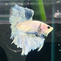 【AQUA COUTURE】タイ輸入ベタ　フェザーテール　パステルブルーの画像