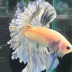 【AQUA COUTURE】タイ輸入ベタ　フェザーテール　パステルブルーの画像