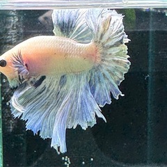 【AQUA COUTURE】タイ輸入ベタ　フェザーテール　パステルブルーの画像