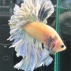 【AQUA COUTURE】タイ輸入ベタ　フェザーテール　パステルブルーの画像