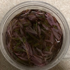 ロタラ水草【水中葉】の画像