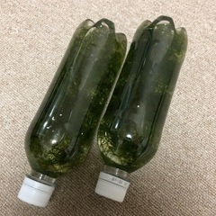 南米ウィローモス＋ロタラの画像