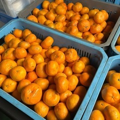 🍊🔥【訳あり有田みかん 400kg 直仕入れ‼】🔥🍊の画像